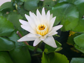 A beautiful lotus in the basin