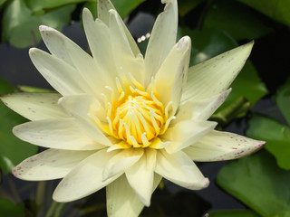 A beautiful lotus in the basin