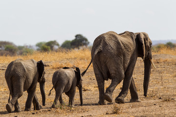 Elefante, Tanzania - 216249292