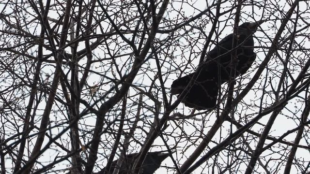 Pair of big black ravens sitting on tree, then flying away.