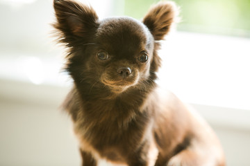 Very cute chihuahua dog, sitting and looking into the camera.