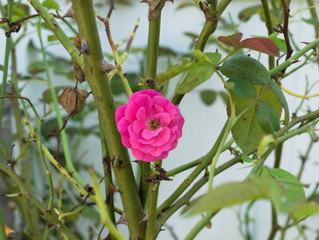 Single Rose on bush
