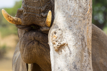 Elefante che gioca a nascondersi dietro un albero