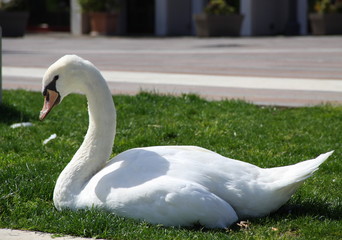 White swan on a grass