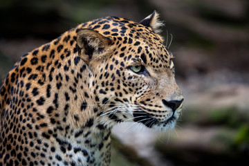 Obraz premium Lampart cejloński, Panthera pardus kotiya, kot wielkolistny