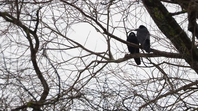 Pair of big black ravens sitting on tree.