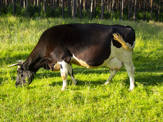 spotted cow eating grass