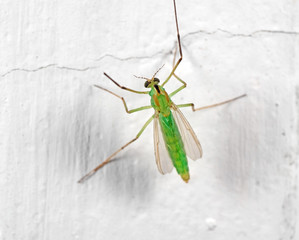 Macro Photo of Green Crane Fly on White Wall