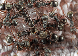 Macro Photo of Group of Black Garden Ants Searching for food