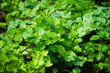 Fresh green coriander, coriander leaves in the garden