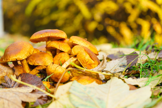 Wild growing orange yellow mushrooms on ground