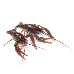 Crawfish. Isolated on a white background.