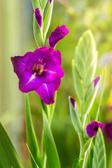 Purple gladiolus in the garden on a bright sunny day_