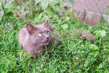 Naklejka na ściany i meble A fluffy gray cat sits in the grass and looks closely up_