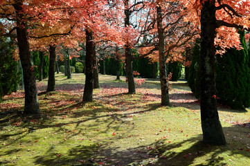 木漏れ日の、オレンジ色の紅葉