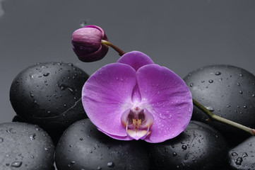 orchid with therapy stones 