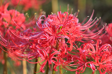 深紅のヒガンバナ