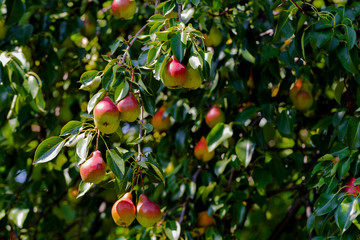 Ripe pears hang on a tree, a big crop