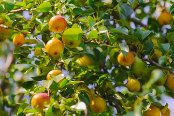 Ripe yellow pears hang on a tree, big harvest, autumn