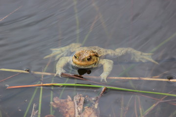 Erdkröte im Wasser