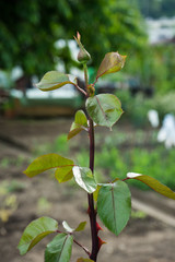 Obraz premium closed rose bud with branch and leaves