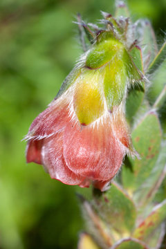 Marsh rose (Orothamnus zeyheri) flower
