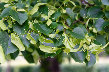 Fototapeta premium leaves hanging from tree side view