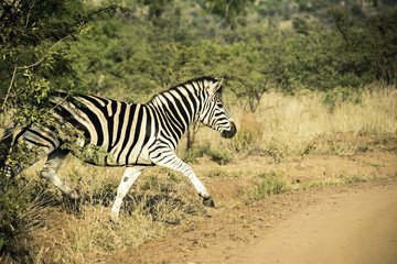 Zebra