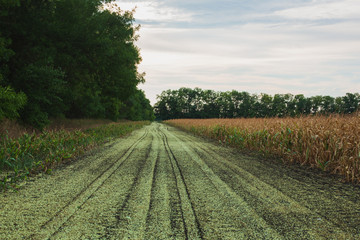 Rural Landscape. Country Road at the Side of a Cornfield at Sunset. Summer Time.