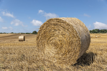 Sheaf in wheat fields in hot summer day.