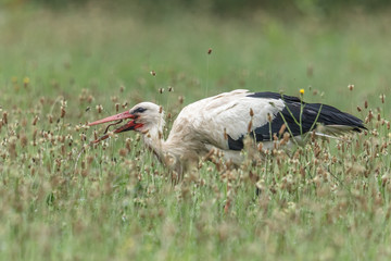 Obraz premium storch mit wurm