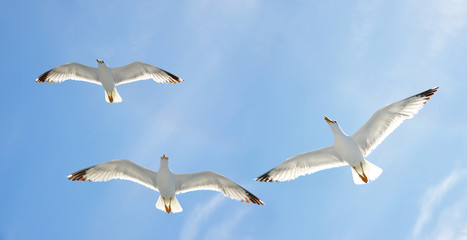 Flying flock of seagull with blue sky in the background.