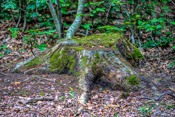 Obraz premium Series of Tree Stump Images