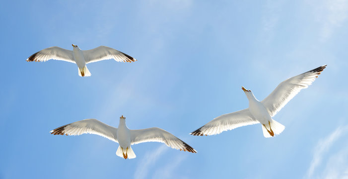 Flying flock of seagull with blue sky in the background.