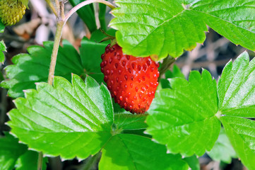 Closeup one ripe woodland strawberry Fragaria vesca