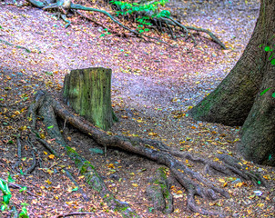 Series of  Tree Stump Images