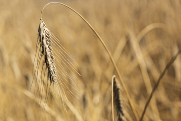 Ear of wheat in the field, slective focus.