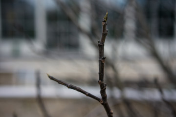 Plant Branch in Winter, Ficus Carica Moraceae withouth leaves