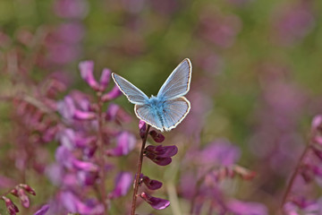 Bitki üzerinde kanadını açmış Amanda kelebeği ( Polyommatus amandus ) © mylasa