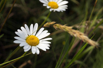 Summer daisies on the lawn © Julia Sedaeva 