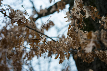 Tree in winter with brown leaves, Quercus Cerris