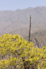 Obraz premium Toter Baum mit Aussicht in den Vulkan Krater auf der Kanarischem Insel La Palma