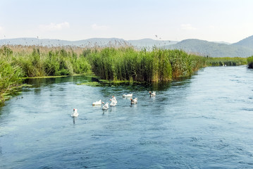 Mugla, Turkey, 14 May 2012: Ducks at Azmak Stream, Gokova Bay, Akyaka