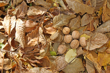 Autumn background. Autumn walnuts fell on the ground and yellow and brown dry autumn leaves,...
