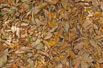 Autumn background. Autumn walnuts fell on the ground and yellow and brown dry autumn leaves, harvest, Thanksgiving, Halloween. Autumn leaves wallpaper. Tree leafs pattern
