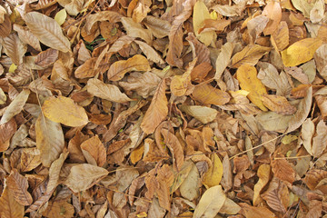 Autumn leaves background. Tree leaves wallpaper. Yellow and brown dry walnut leaves on the ground. Harvest, Thanksgiving, Halloween. Autumn leaves wallpaper. Tree leafs pattern.  