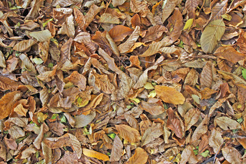Autumn leaves background. Tree leaves wallpaper. Yellow and brown dry walnut leaves on the ground. Harvest, Thanksgiving, Halloween. Autumn leaves wallpaper. Tree leafs pattern.  