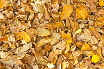 Autumn leaves background. Tree leaves wallpaper. Yellow and brown dry walnut leaves on the ground. Harvest, Thanksgiving, Halloween. Autumn leaves wallpaper. Tree leafs pattern.  