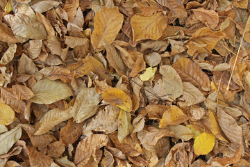 Autumn leaves background. Tree leaves wallpaper. Yellow and brown dry walnut leaves on the ground. Harvest, Thanksgiving, Halloween. Autumn leaves wallpaper. Tree leafs pattern.  