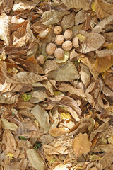 Autumn background. Autumn walnuts fell on the ground and yellow and brown dry autumn leaves, harvest, Thanksgiving, Halloween. Autumn leaves wallpaper. Tree leafs pattern.  